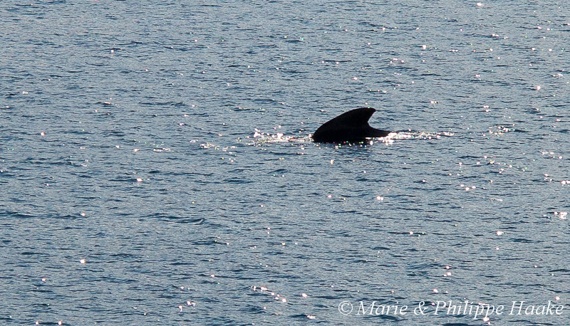 Globicephale 1625.jpg - Globicéphale durant la traversée en ferry de Lodingen à Bognes (Vestfjorden, Norvège, juin 2012)